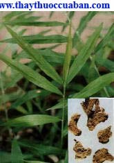 can khương còn gọi Khinh (Tày-Nùng), Roya, ya (Giarai), Gừng khô.