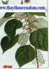 &nbsp;Boehmeria nivea- họ gai urticaceae, Cây gai, củ gai, cay gai, cu gai - vị thuốc,cây lá gai, trữ ma, gai tuyết, chiều đủ (Dao), bâu pán (Tày), hạc co pán (Thái), trữ ma