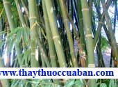 trúc nhự, truc nhu, vỏ cây tre, vo cay tre, Phylostachys nigra Var Henonis Stapf, Caulis bambusae in Teanis.