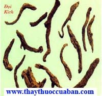  Đại kích, dai kich, daikich - vị thuốc