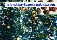  Đại táo, dai tao, daitao , Zizyphus jujuba Mill.