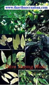  Dâm dương hoắc, dam duong hoac - vị thuốc