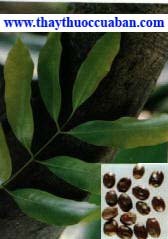  Lệ hạch, le hach, lehach - vị thuốc,Lệ hạch, Đan Lệ (Bản Thảo Cương Mục), Sơn Chi, Thiên Chi, Đại Lệ, Nhuế, Hỏa Chi, Đan Chi, Xích Chi, Kim Chi, Hỏa Thực, Nhân Chi, Quế Chi, Tử Chi, Thần Chi, Lôi Chi, Ly Chi, Cam Dịch, Trắc Sinh, Lệ Chi Nhục, Lệ Cẩm, Thập Bát Nương, Ngũ Đức Tử, Thiên Cấu Tử, Ngọc Tình Tử, Cam Lộ Thủy, Yến Hấp Tử, Sanh Xà Châu, Hải Sơn Tiên Nhân, Đỉnh Tọa Chân Nhân, Phong Y Tiên Tử, Trứu Ngọc Thiên Tương (Hòa Hán Dược Khảo). 