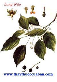  Long não, long nao, longnao ,Cinnamomum camphora N. et E,Kim Cước Não, Cảo Hương, Thượng Long Não, Hư Phạn, Băng Phiến Não, Mai Hoa Não, Mễ Não, Phiến Não, Tốc Não, Cố Bất Bà Luật, Long Não Hương, Mai Hoa Băng Phiến, Yết Bà La Hương, Bà Luật Hương, Nguyên Từ Lặc, Chương Não, Não Tử, Triều Não (Trung Dược Học), Dã Hương (Dược Liệu Việt Nam).