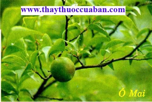 Ô mai, omai, o mai - vị thuốc,Mai thực, Huân mai , Sào yên cửu trợ , Hắc mai, Khô mai nhục, Mơ