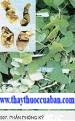 Phòng kỷ, phong ky, Hán phòng kỷ, Radix Stephaniae Tetrandrae, Stephania tetrandrae S. Moore; 