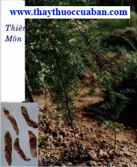  Thiên môn, thien mon, thienmon , Asparagus cocjinchinensis (Lour.) Merr - Hành Tỏi (Liliaceae),Điên hách, Địa môn đông, Duyên môn đông,  Quan tùng, Vô bất dũ, , Cán thảo (Bảo Phác Tử), Tương mỹ, Mãn đông (Nhĩ Nhã), Điên lặc (Bản Kinh), Thiên cức, Bà la thụ, Vạn tuế đằng (Bản Thảo Cương Mục), Thiên đông, Kim hoa, Thương cức, Thiên văn đông (Hòa Hán Dược Khảo), Dây tóc tiên (Dược Liệu Việt Nam). dây tóc tiên, thiên môn đông