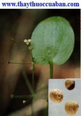  Trạch tả, trach ta, trachta, thuỷ tả, thuy ta, &nbsp;Alisma plantago aquatica L- Họ Trạch tả (Alismaceae).