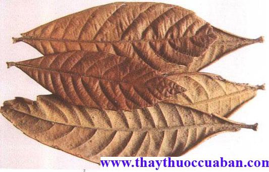 Quả tỳ bà (tỳ bà diệp), Eriobotrya japonica Lindl 
