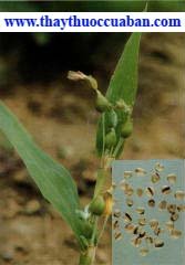 Ý dĩ, y di, ydi, dĩ mễ, di me, Coix lachryma jobi L. Họ Lúa (Poaceae).