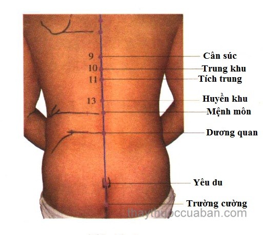 Vị trí huyệt trường cường