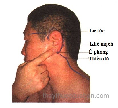 Vị trí huyệt Thiên dũ