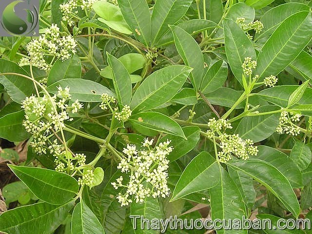 H&igrave;nh ảnh c&acirc;y ba chạc, ba chạc
