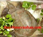 Miết gi&aacute;p - vị thuốc chữa suyễn, sốt