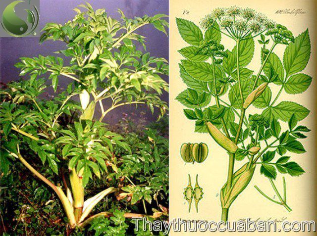 H&igrave;nh ảnh c&acirc;y bạch chỉ, bạch chỉ