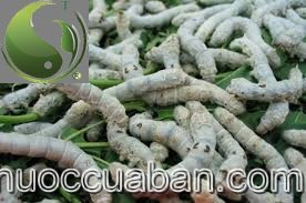 Bạch cương tằm