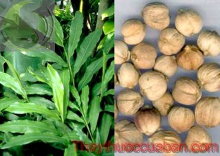 Bạch đậu khấu, h&igrave;nh ảnh c&acirc;y bạch đậu khấu, vị thuốc bạch đậu khấu