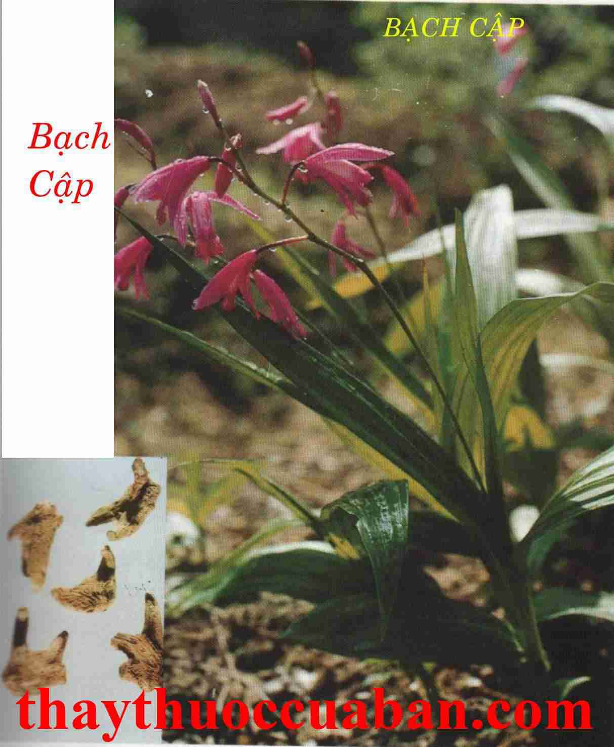 Bạch cập vị thuốc thổ huyết, bỏng