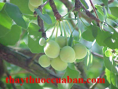 H&igrave;nh ảnh c&acirc;y bạch quả, bạch quả