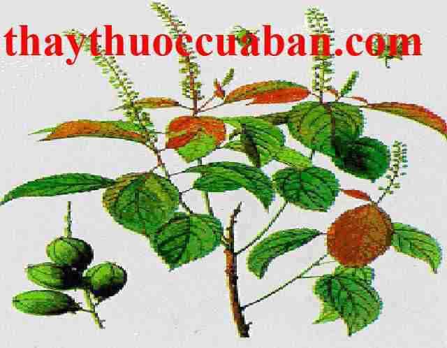 Ba đậu