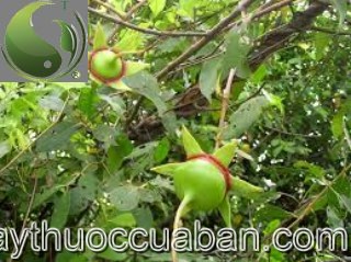 Bần chua, bần sẻ