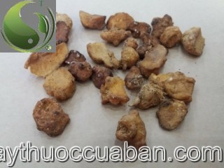 H&igrave;nh ảnh b&aacute;n hạ, vị thuốc b&aacute;n hạ, b&aacute;n hạ