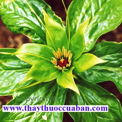 H&igrave;nh ảnh c&acirc;y thất diệp nhất chi hoa, vị thuốc thất diệp nhất chi hoa