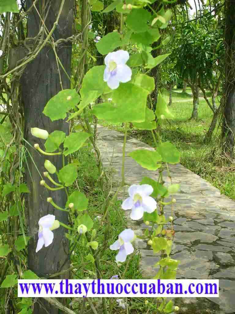 C&acirc;y b&ocirc;ng b&aacute;o - vị thuốc chữa rắn cắn