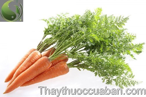 H&igrave;nh ảnh c&acirc;y c&agrave; rốt, vị thuốc c&agrave; rốt