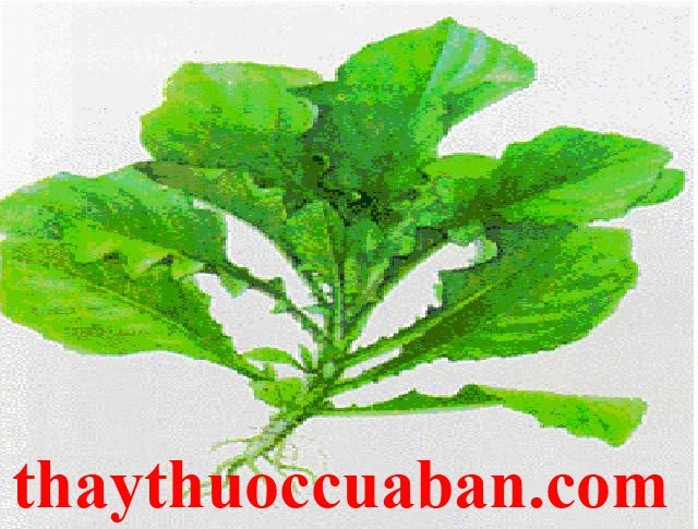 H&igrave;nh ảnh c&acirc;y cải trời, vị thuốc hạ kh&ocirc; thảo nam