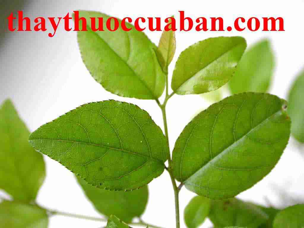 Canh ch&acirc;u vị thuốc chữa ghẻ lở