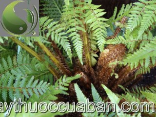 H&igrave;nh ảnh c&acirc;y Cẩu t&iacute;ch