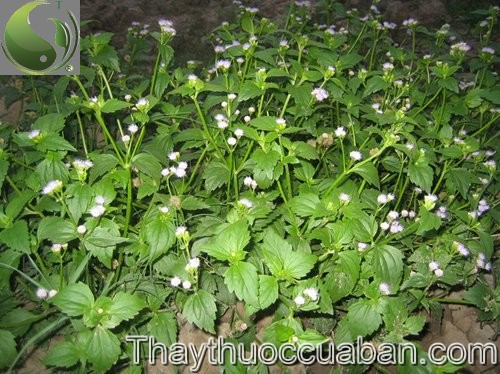 C&acirc;y cứt lợn