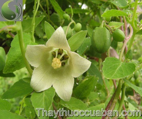 H&igrave;nh ảnh c&acirc;y đẳng s&acirc;m