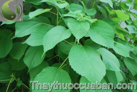 H&igrave;nh ảnh c&acirc;y gai, c&acirc;y gai