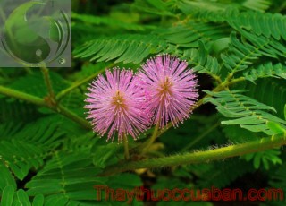 H&igrave;nh ảnh c&acirc;y mắc cỡ, vị thuốc mắc cỡ, mắc cỡ