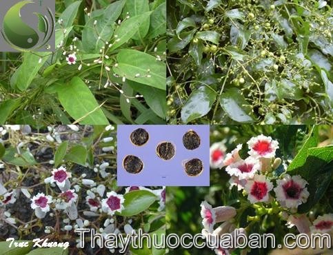 H&igrave;nh ảnh c&acirc;y thuốc mơ tr&ograve;n, mơ tr&ograve;n