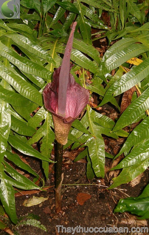 Khoai nưa, Khoai ngái, Nưa trồng - Amorphophallus konjac K. Koch (A. rivieri Dur), thuộc họ Ráy - Araceae.