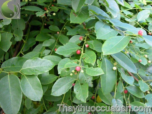Ph&egrave;n đen - Phyllanthus reticulatus Poir., thuộc họ Thầu dầu - Euphorbiaceae. 