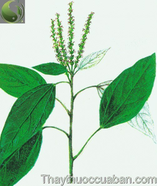 R&ugrave;m nao, Mọt, C&aacute;nh kiến