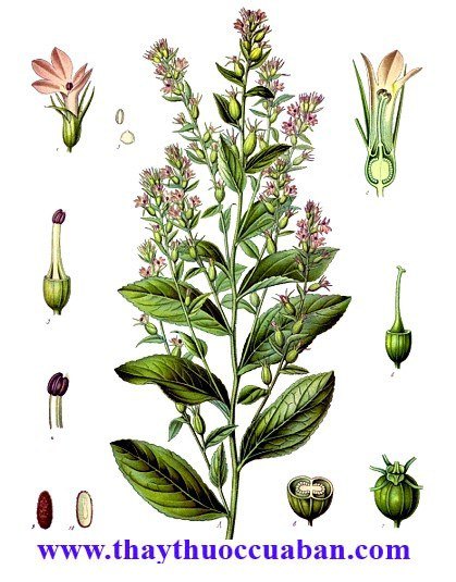 C&acirc;y b&atilde; thuốc-vị thuốc chữa hen, long đờm