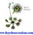 H&igrave;nh ảnh c&acirc;y b&egrave;o đất, vị thuốc b&egrave;o đất, b&egrave;o đất