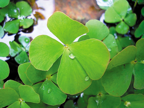 hình ảnh cỏ bợ