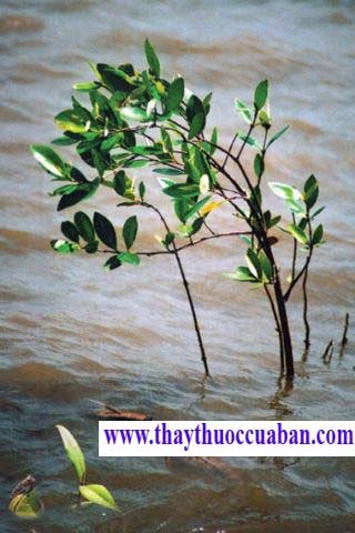 C&acirc;y mắm chữa bệnh hủi
