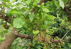 hình ảnh cây ngái