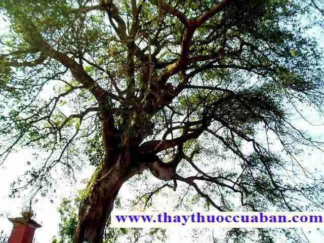 C&acirc;y sui chữa đau bụng