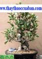 c&acirc;y xi, chrey pren, chrey krem, andak neak (Campuchia) bo nu xe (Phanrang) &ndash; Ficus benjamina L.