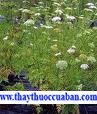 C&acirc;y x&agrave; s&agrave;ng - vị thuốc chữa l&ograve;i dom, bạch đới kh&iacute; hư