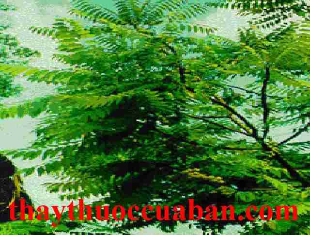Ch&ugrave;m ruột