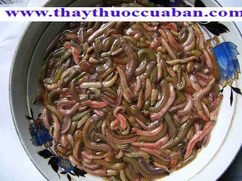 H&igrave;nh ảnh con rươi, rươi